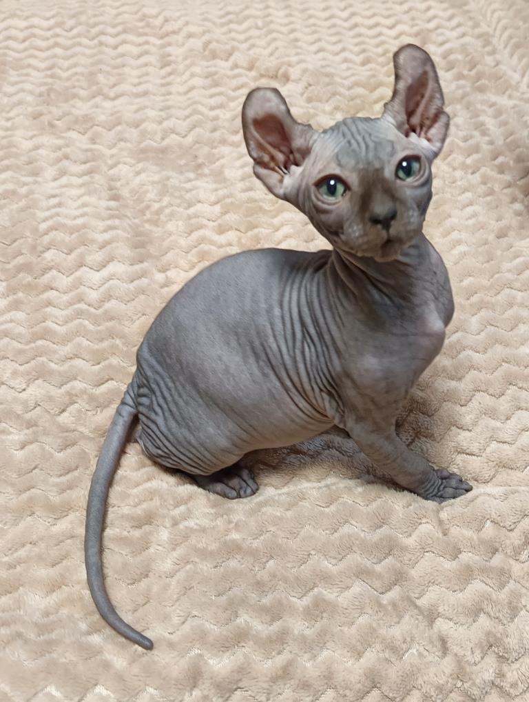 котенок породы эльф
