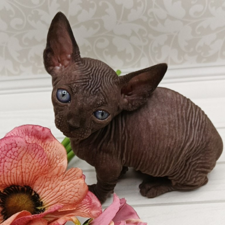 Купить котенка породы Бамбино