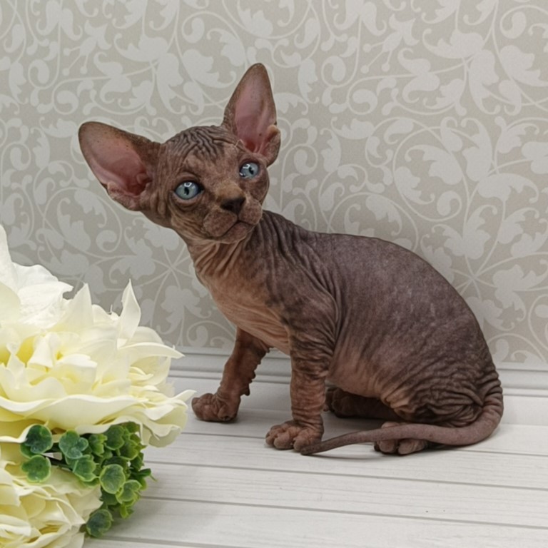 купить сфинкса