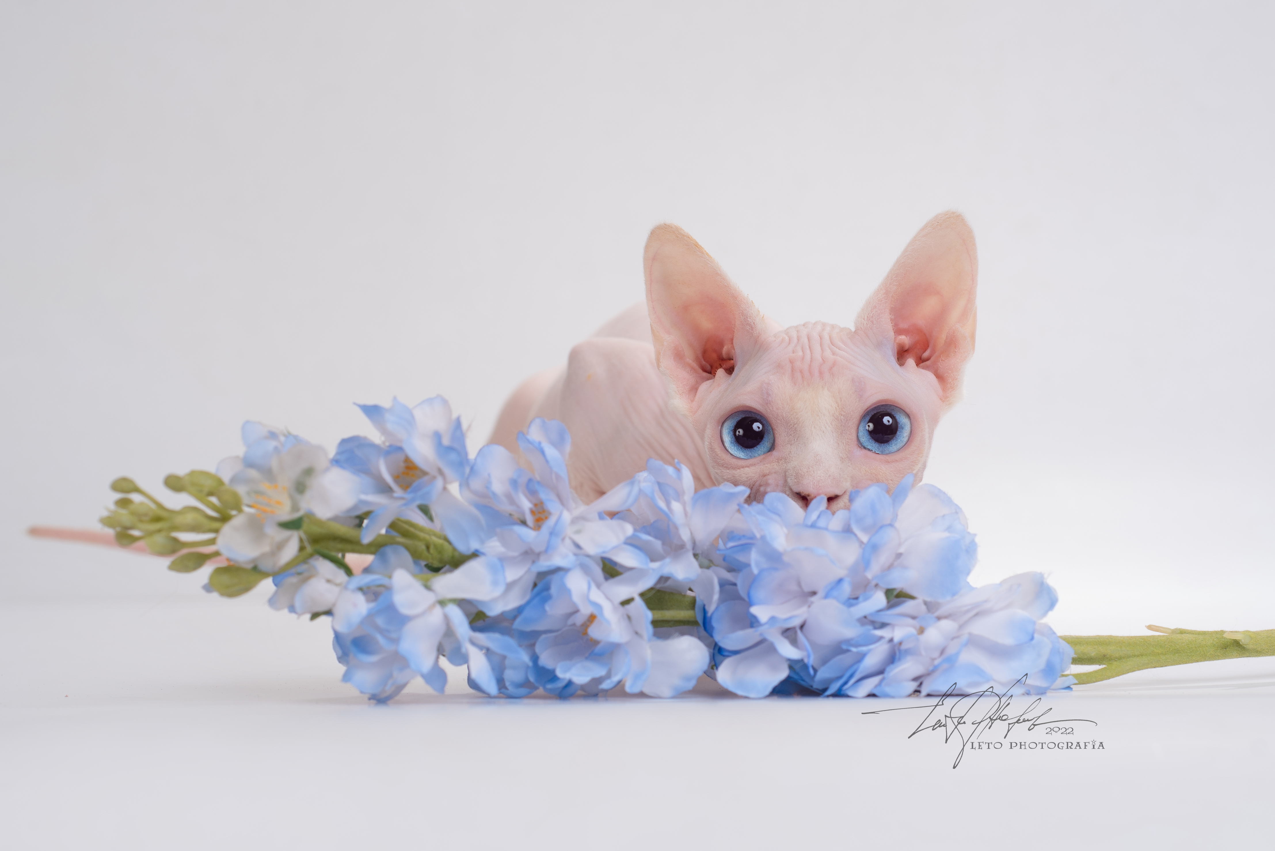 Кошки - это существа с другой платены!
