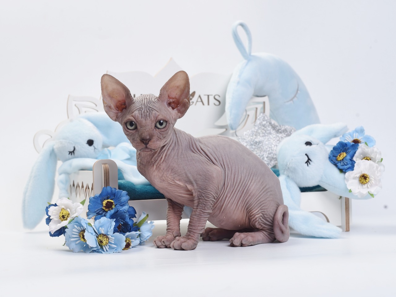 Sphynx cattery, Bambino cattery, Elf cattery