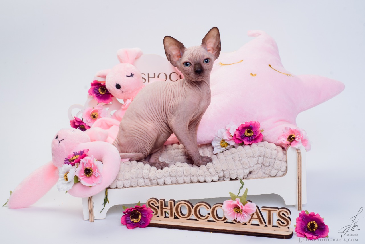 Sphynx cattery, Bambino cattery, Elf cattery