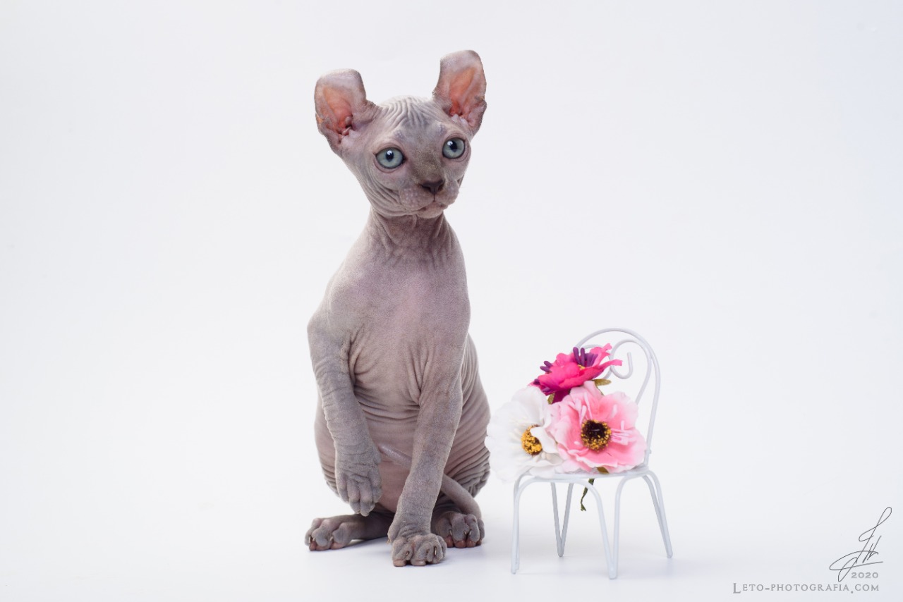 Sphynx cattery, Bambino cattery, Elf cattery