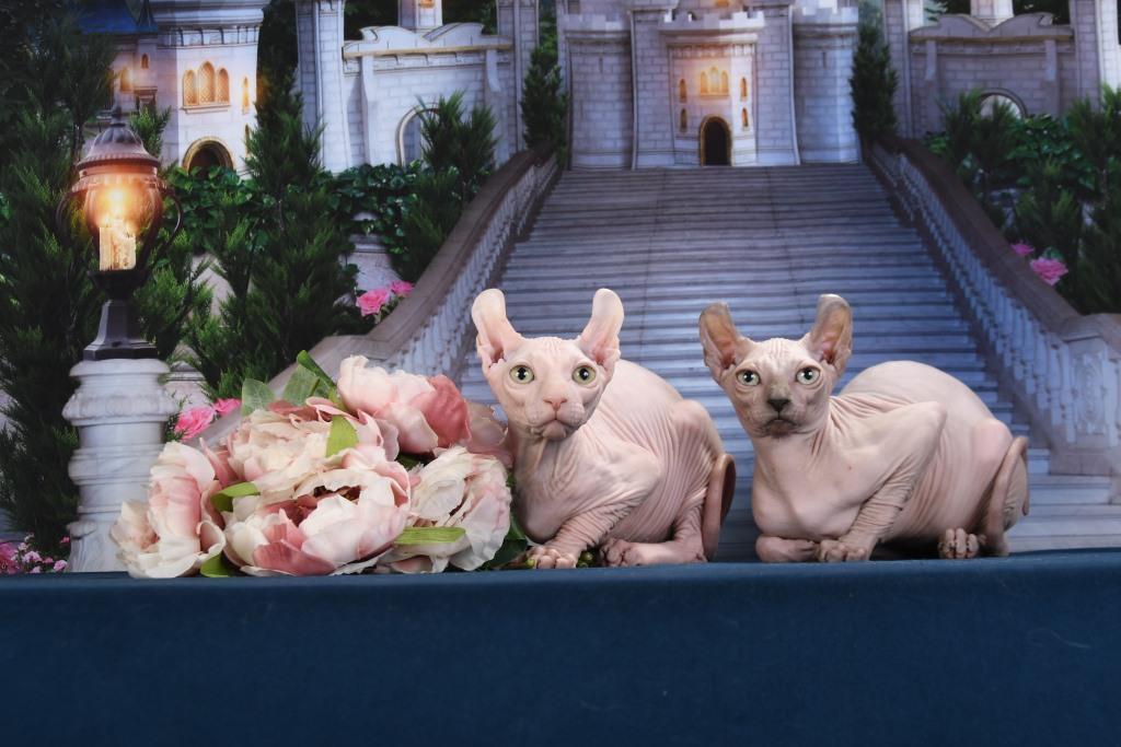 Сфинкс, Эльф, Бамбино, Двэльф