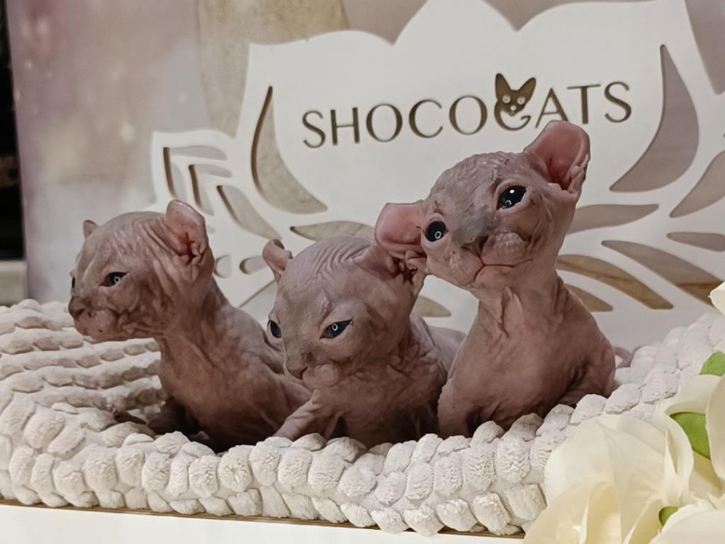 Котята Двэльф