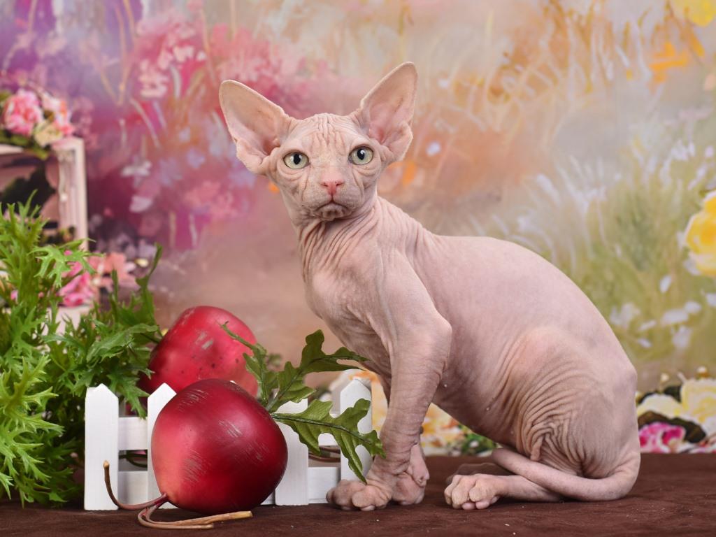Сфинксы дружелюбные коты!