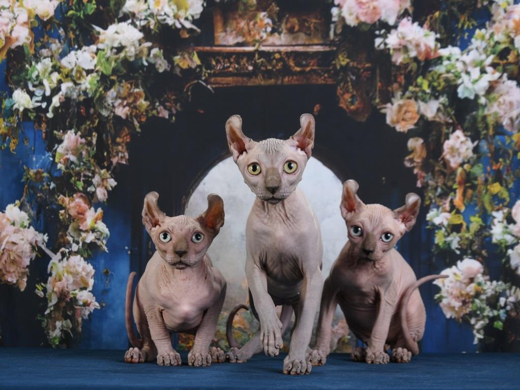 Породы кошек. Какие бывают сфинксы. Канадские сфинксы, Донские сфинксы, Бамбино, Эльфы, Двэльфы